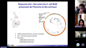 I3M AMR Sud - webinaire 20241205 One Health souches multirésistantes