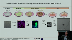From organoid to artificial organ - September 22nd, 2020